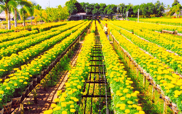 5 điểm du lịch Đồng Tháp hấp dẫn | Saigon Star Travel 5-diem-du-lich-dong-thap-hap-dan-2