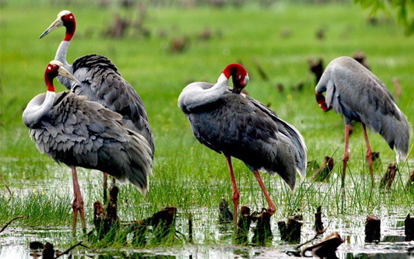 5 điểm du lịch Đồng Tháp hấp dẫn | Saigon Star Travel 5-diem-du-lich-dong-thap-hap-dan-3