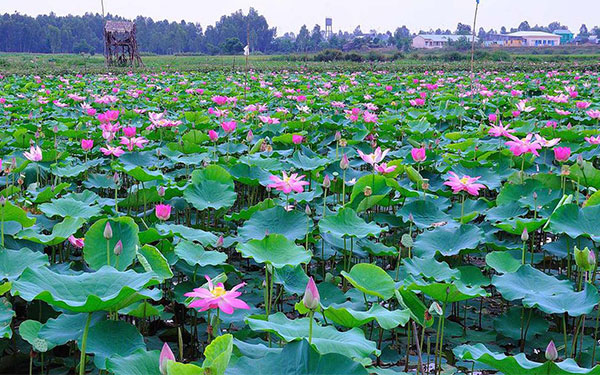 5 điểm du lịch Đồng Tháp hấp dẫn | Saigon Star Travel 5-diem-du-lich-dong-thap-hap-dan-4