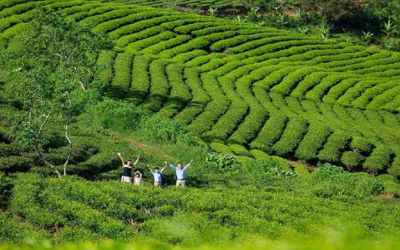 Trải nghiệm tour Đà Lạt 5 ngày 4 đêm trọn gói giá rẻ! | Saigon Star Travel Thả hồn vào đồi chè xanh bát ngát và lưu lại những tấm hình làm kỷ niệm