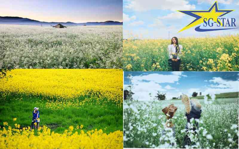 Khám phá các loài hoa được mong chờ nhất trong du lịch Đà Lạt tháng 12 | Saigon Star Travel Chiêm ngưỡng loài Hoa Cải làm say đắm biết bao trái tim du khách