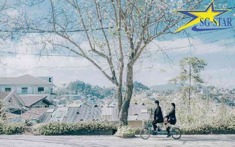 Khám phá các loài hoa được mong chờ nhất trong du lịch Đà Lạt tháng 12 | Saigon Star Travel Hoa Ban Trắng khoe sắc trên mọi nẻo đường thành phố