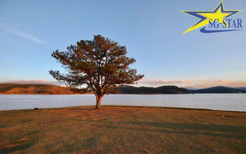 Top những điểm du lịch miễn phí ở Đà Lạt hot nhất hiện nay | Saigon Star Travel Cây thông cô đơn Đà Lạt