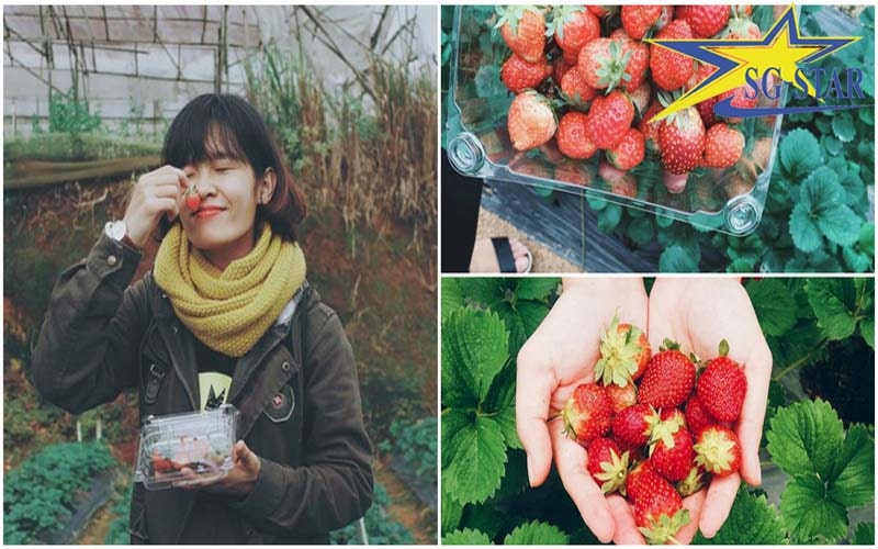 Top những điểm du lịch miễn phí ở Đà Lạt hot nhất hiện nay | Saigon Star Travel Vườn dâu tây Đà Lạt