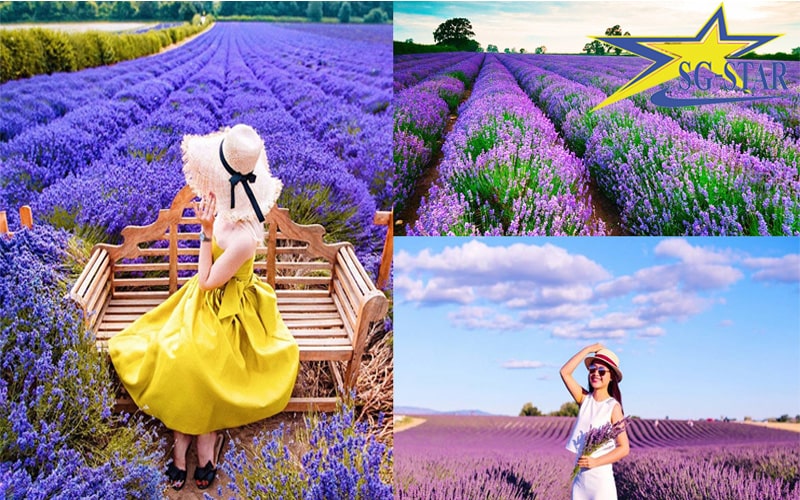 Cánh đồng hoa Lavender