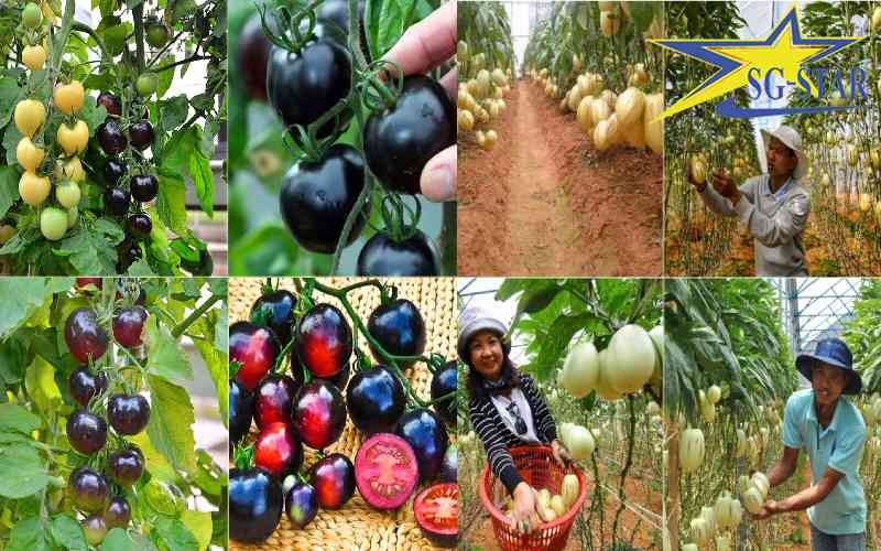 Tour du lịch Nhà Vườn Đà Lạt - Tham quan Nông trại xanh Đà Lạt | Saigon Star Travel Những quả cà chua đen và dưa Pepino chín mọng