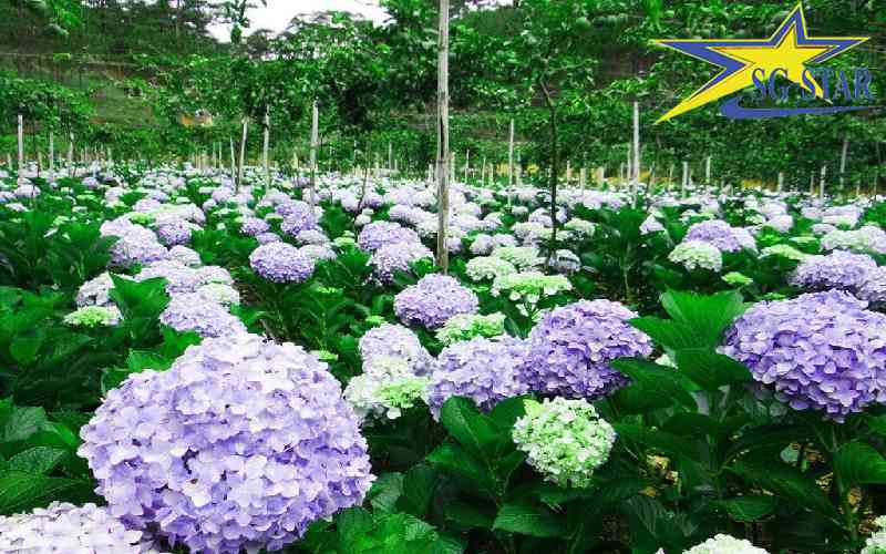 Tour du lịch Nhà Vườn Đà Lạt - Tham quan Nông trại xanh Đà Lạt | Saigon Star Travel Cẩm Tú Cầu - loài hoa với sức sống mãnh liệt luôn nở rộ quanh năm