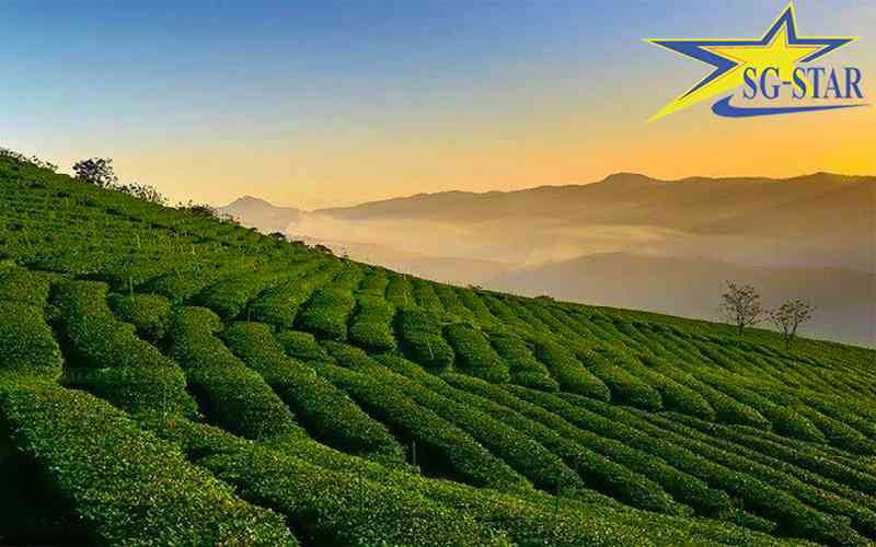 Tour du lịch Nhà Vườn Đà Lạt - Tham quan Nông trại xanh Đà Lạt | Saigon Star Travel Đồi chè Cầu Đất nơi bất cứ du khách nào đến Đà Lạt cũng phải ghé qua