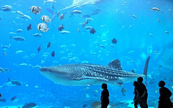 8 địa điểm du lịch Busan Hàn Quốc nổi tiếng | Saigon Star Travel 8-dia-diem-du-lich-busan-han-quoc-noi-tieng-11