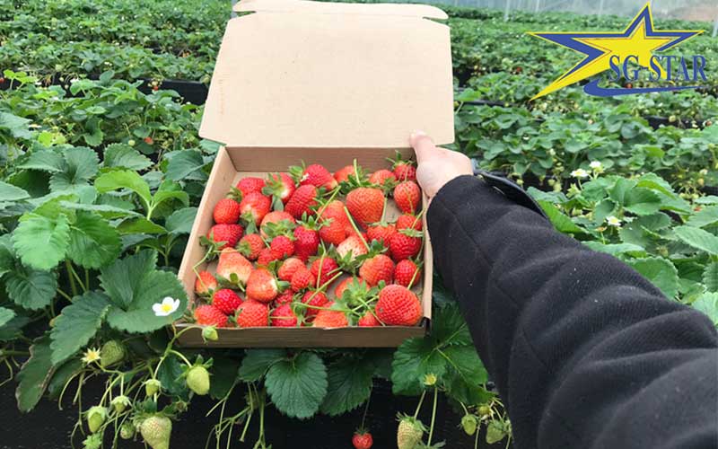 Tour du lịch Đà Lạt tự chọn - Phong cách du lịch mới tại Đà Lạt | Saigon Star Travel Du khách không thể bỏ qua vườn dâu tây Đà Lạt