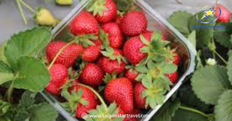 Vườn Dâu Đà Lạt - Thiên Đường Trái Ngọt Xứ Sương Mù | Saigon Star Travel Giống dâu tây hàng đầu tại vườn dâu Su Bơ
