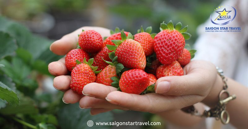 Vườn Dâu Đà Lạt - Thiên Đường Trái Ngọt Xứ Sương Mù | Saigon Star Travel Khách tham quan tự tay hái những trái dâu đỏ ngọt