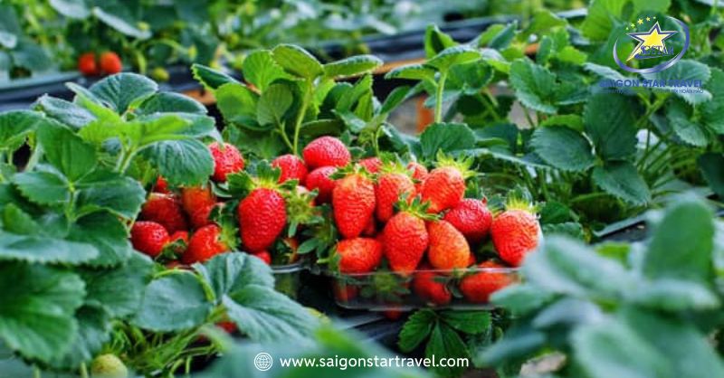 Vườn Dâu Đà Lạt - Thiên Đường Trái Ngọt Xứ Sương Mù | Saigon Star Travel Những trái dâu tây đỏ au, chín đều và mọng nước