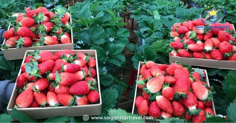 Vườn Dâu Đà Lạt - Thiên Đường Trái Ngọt Xứ Sương Mù | Saigon Star Travel Các luống dâu luôn đầy ắp quả tại vườn dâu BioFresh