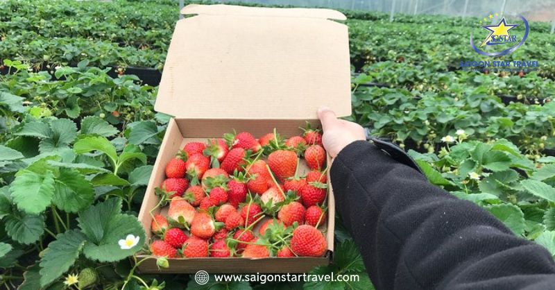Vườn Dâu Đà Lạt - Thiên Đường Trái Ngọt Xứ Sương Mù | Saigon Star Travel Khách hàng tự tay hái và mua dâu tươi tại vườn