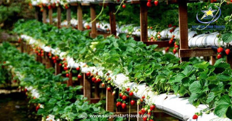 Vườn Dâu Đà Lạt - Thiên Đường Trái Ngọt Xứ Sương Mù | Saigon Star Travel Vườn dâu chín mọng quả sẵn sàng đợi khách đến tham quan