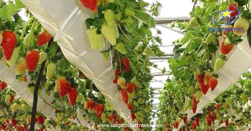 Vườn Dâu Đà Lạt - Thiên Đường Trái Ngọt Xứ Sương Mù | Saigon Star Travel Hàng dâu được chia ngăn nắp theo từng luống cho khách dễ dàng thăm quan