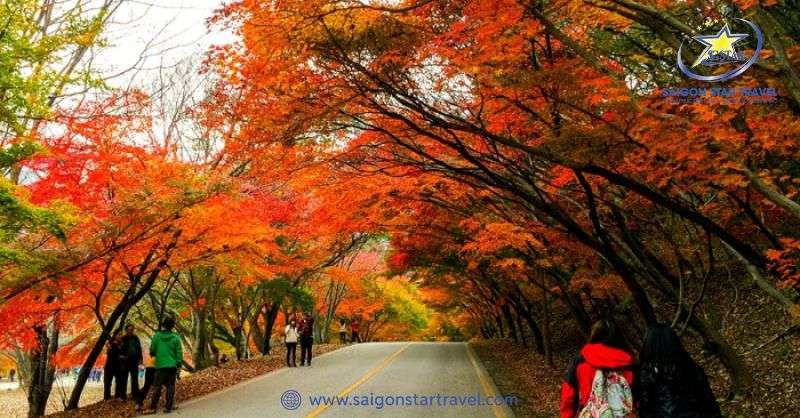 Khám Phá Khu Du Lịch Lá Phong Đà Lạt Siêu Thu Hút Du Khách | Saigon Star Travel Rừng lá phong Đà Lạt siêu thơ mộng