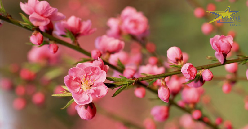 Bật mí các địa điểm du lịch miền Bắc dịp Tết Nguyên Đán 2023 | Saigon Star Travel Hoa đào miền Bắc Tết