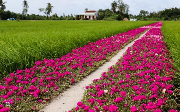 Bật mí những địa điểm không thể bỏ qua khi đi du lịch Gò Công | Saigon Star Travel bat mi nhung dia diem khong the bo qua khi di du lich go cong 6