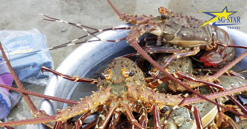 Vịnh Nha Phu điểm đến lý thú của Nha Trang | Saigon Star Travel Bẫy Tôm Hùng