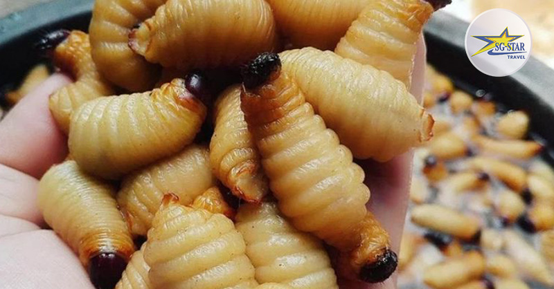 Những con đuông dừa béo tròn đã được sơ chế sạch Những con đuông dừa béo tròn đã được sơ chế sạch