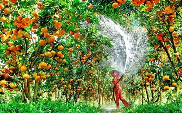 Khám Phá Cảnh Sông Nước Miền Tây Thơ Mộng Trữ Tình | Saigon Star Travel Du lịch miệt vườn là một điều không thể bỏ qua khi đến với miền Tây