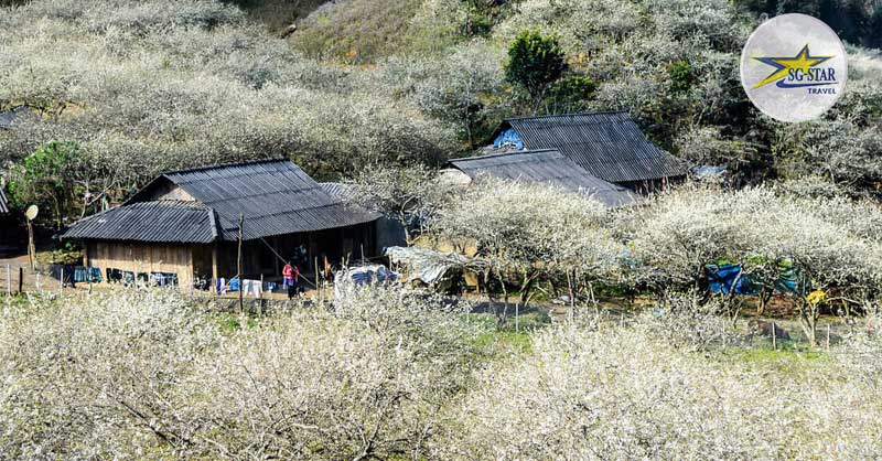 bien-hoa-man-no-trang-mot-ban-lang-tai-moc-chau