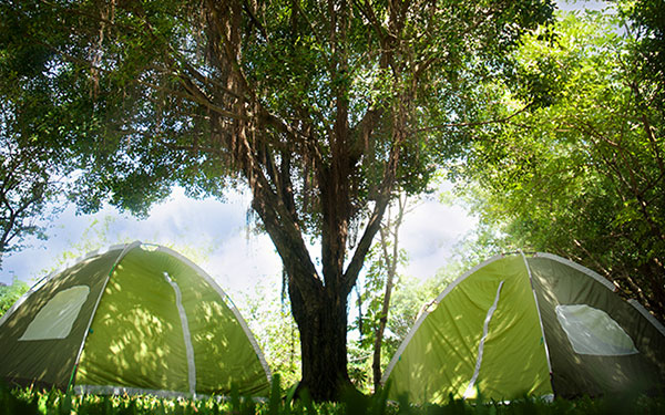 Bò Cạp Vàng có khách sạn không? – Du lịch sinh thái Bò Cạp Vàng | Saigon Star Travel bo-cap-vang-co-khach-san-khong-516-3