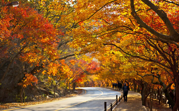 Bỏ túi kinh nghiệm đi tour Hàn Quốc mùa thu. | Saigon Star Travel bo-tui-kinh-nghiem-di-tour-han-quoc-mua-thu-1