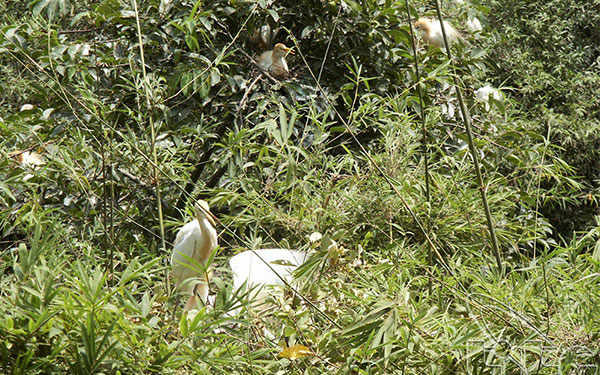 Bỏ túi kinh nghiệm du lịch Sóc Trăng một cách đầy đủ và thuận tiện nhất | Saigon Star Travel bo-tui-kinh-nghiem-du-lich-soc-trang-mot-cach-day-du-va-thuan-tien-nhat-2