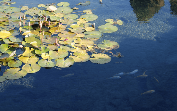 Khu du lịch Suối Mơ - Điểm hẹn cuối tuần | Saigon Star Travel khu-du-lich-suoi-mo-diem-hen-cuoi-tuan-7