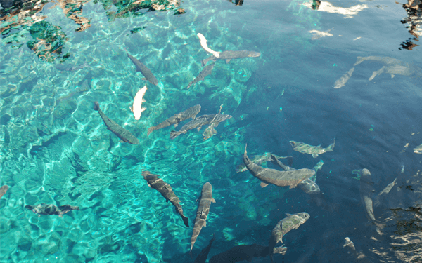 Làng cổ Oshino Hakkai- Nơi lưu giữ văn hóa Nhật Bản | Saigon Star Travel lang-co-oshino-hakkai-noi-luu-giu-van-hoa-nhat-ban-3