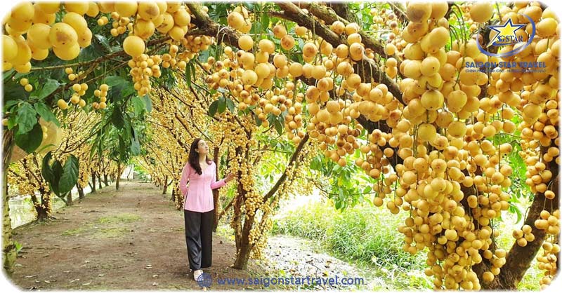 Du Lịch Miền Tây 1 Ngày Nên Đi Đâu Để Có Trải Nghiệm Trọn Vẹn? | Saigon Star Travel Tham quan các vườn trái cây tại Miền Tây