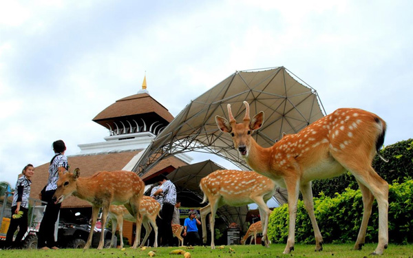 Cẩm nang bản đồ du lịch Thái Lan đầy đủ nhất | Saigon Star Travel Vườn thú Chiang Mai Night Safari