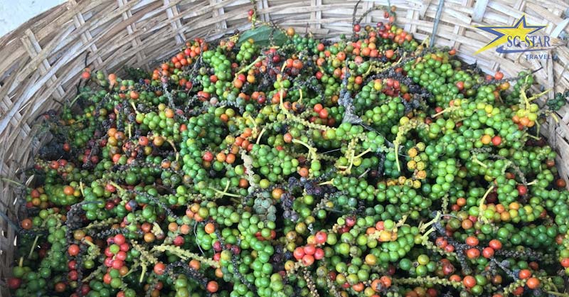Tiêu Phú Quốc có vị thơm, cay nồng, đậm vị hơn