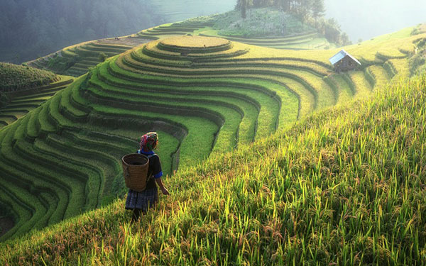 Thưởng thức những cảnh đẹp tuyệt mỹ chỉ có ở Sapa | Saigon Star Travel canh-dep-sapa-514-3