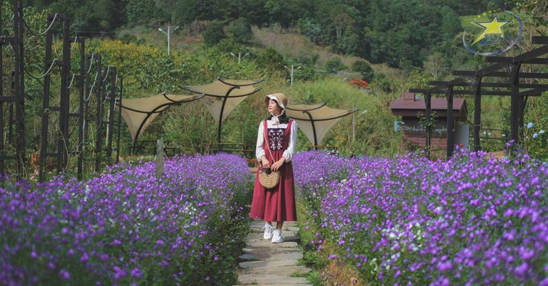 Cổng Trời Đà Lạt View Coffee - Điểm check-in siêu đẹp ngỡ như trên phim | Saigon Star Travel Thoả sức check-in tại F cánh đồng hoa Đà Lạt