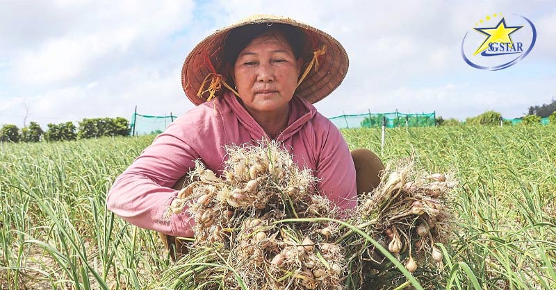 Cẩm nang du lịch đảo Lý Sơn | Saigon Star Travel Gặp gỡ những người dân thân thiện cùng cánh đồng tỏi trải dài trên đảo