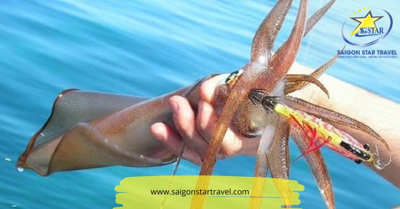 Câu Mực ở Phú Quốc: Trải Nghiệm Đặc Sắc Không Thể Bỏ Qua | Saigon Star Travel Câu Mực ở Phú Quốc