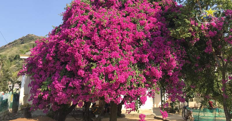 Tour Du Lịch Đảo Lý Sơn 4 ngày 3 đêm - Tour du lịch hè mới nhất | Saigon Star Travel Chiêm ngưỡng và chụp ảnh "cụ hoa giấy" Lý Sơn - Tour đảo Lý Sơn 4n3đ