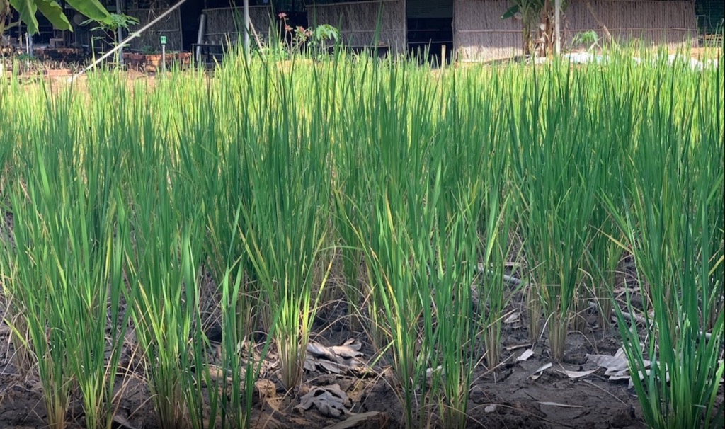 ruộng lúa