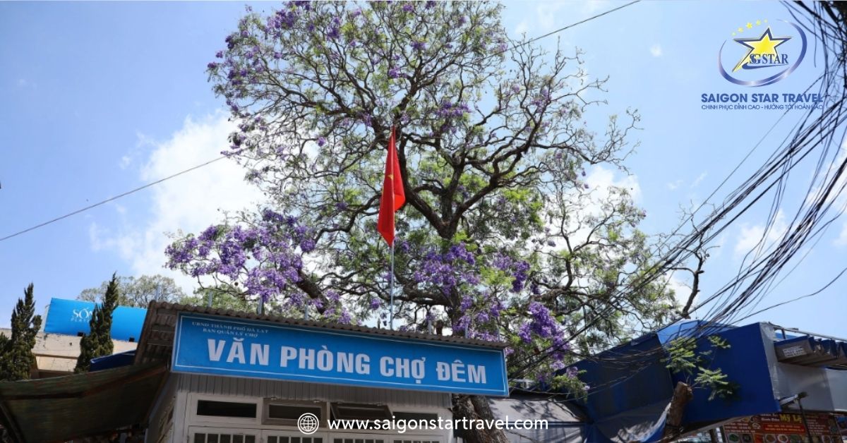 Cây phượng tím lâu đời nhất trên đường Nguyễn Thị Minh Khai