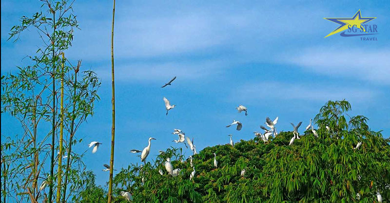 Chia sẻ kinh nghiệm du lịch Cần Thơ chi tiết | Saigon Star Travel Vườn cò Bằng Lăng