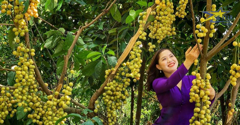 Chia sẻ kinh nghiệm du lịch Cần Thơ chi tiết | Saigon Star Travel Trải nghiệm miệt vườn ở làng du lịch Mỹ Khánh