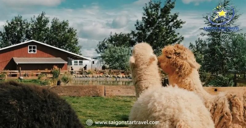 Chika Farm Đà Lạt - Nông Trại Cừu Cổ Tích Đậm Chất Châu Âu | Saigon Star Travel Những chú lạc đà Alpaca siêu dễ thương tại Chika Farm Đà Lạt
