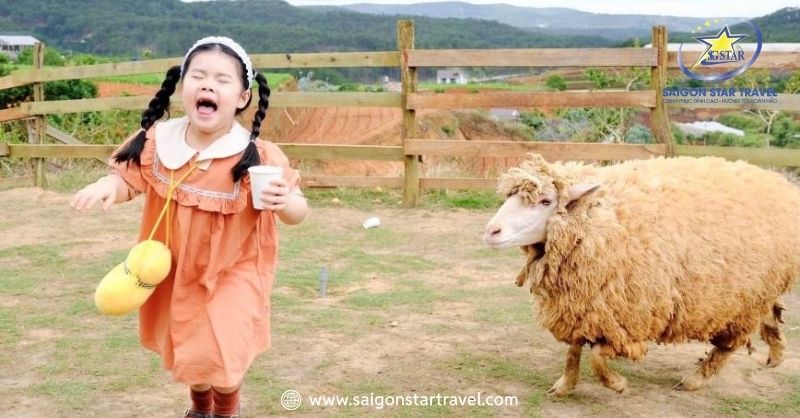 Chika Farm Đà Lạt - Nông Trại Cừu Cổ Tích Đậm Chất Châu Âu | Saigon Star Travel Những chú cừu siêu thân thiện tại Chika Farm Đà Lạt