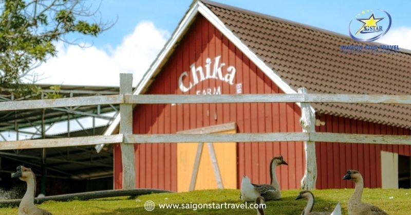 Chika Farm Đà Lạt - Nông Trại Cừu Cổ Tích Đậm Chất Châu Âu | Saigon Star Travel Nông trại Chika Farm mang đậm nét Châu Âu