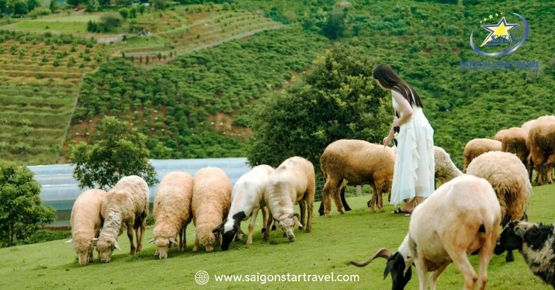 Chika Farm Đà Lạt - Nông Trại Cừu Cổ Tích Đậm Chất Châu Âu | Saigon Star Travel Du khách vuốt ve thú cưng tại trang trại Chika Farm Đà Lạt