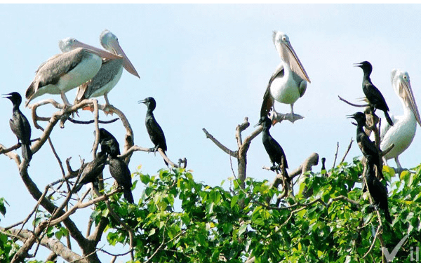 Du lịch Bến Tre đến những điểm vui chơi mới lạ | Saigon Star Travel du-lich-ben-tre-den-nhung-diem-vui-choi-moi-la-6